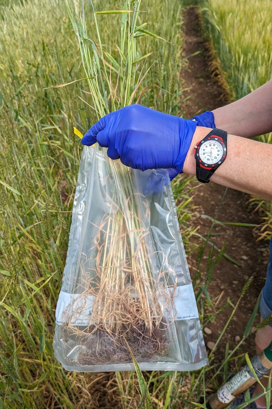 A researcher placing a plant and its roots into a plastic bag