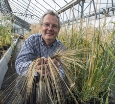 Chris Ridout with the Chevallier Barley.