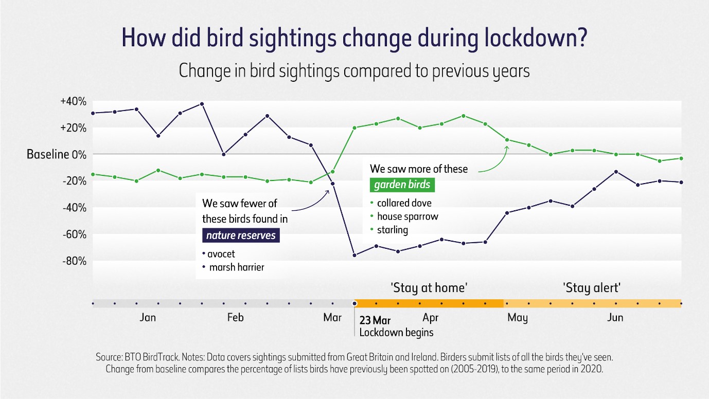 Bird sightings chart
