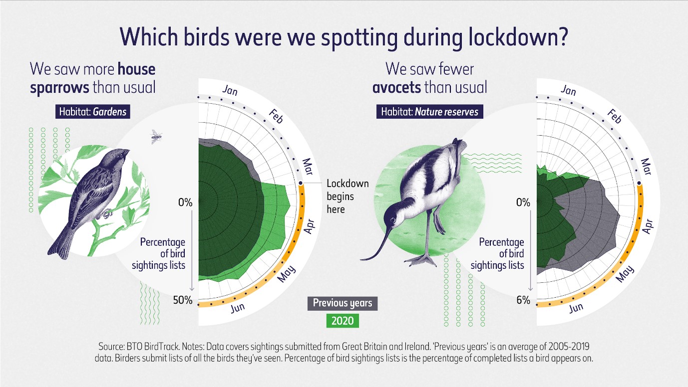 Bird sightings chart