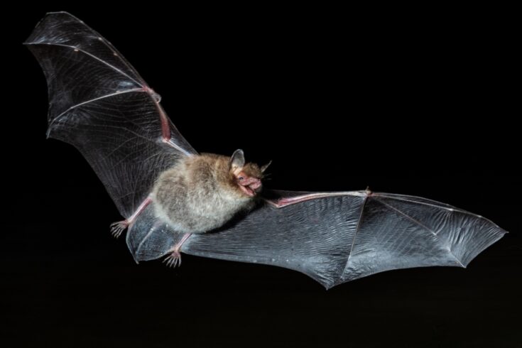 Bat in flight at night