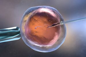 Egg fertilised through IVF