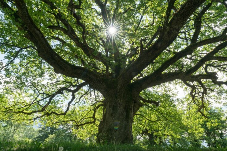 A majestic old oak giving shade to a spring meadow with the sun peeking through