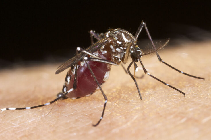 Ae aegypti female mosquito feeding