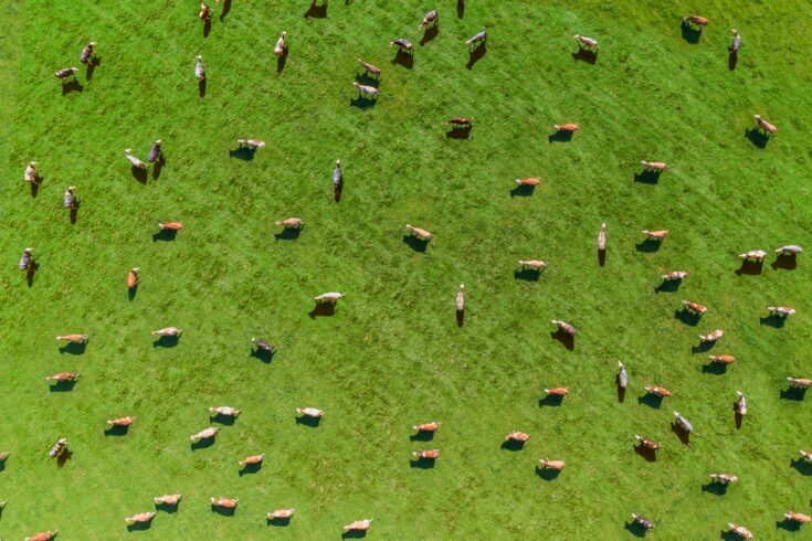 A meadow with many cows taken from the air with a drone