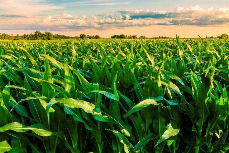 green cornfield ready for harvest