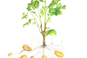 Potato plant