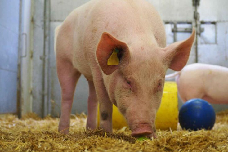 Pig in hay