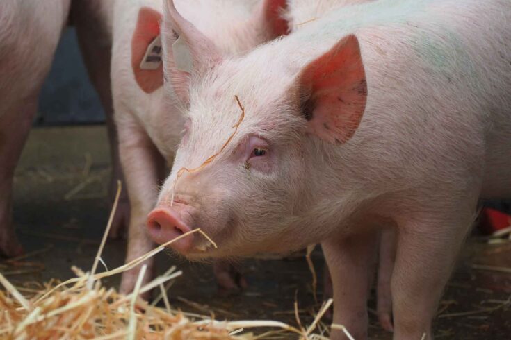 Pigs in hay