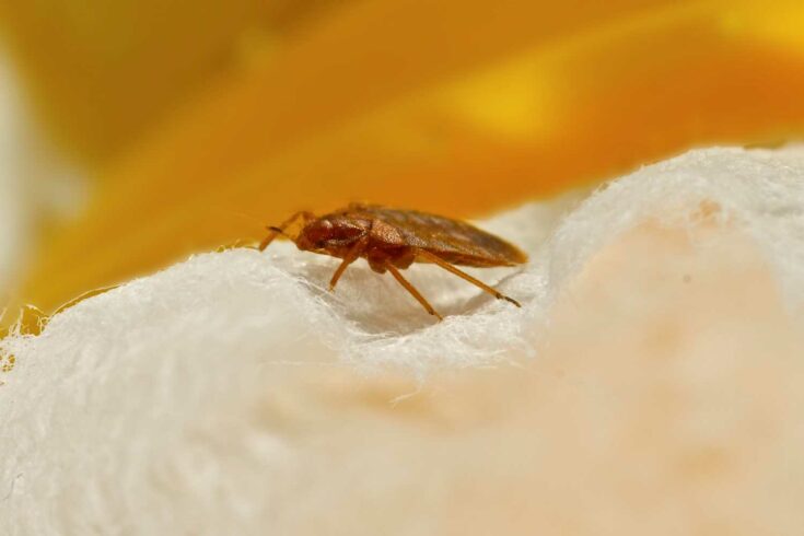 Close up of bed bug on fabric