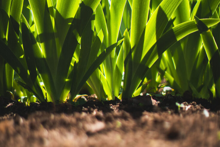 Iris leaves growing in the UK.