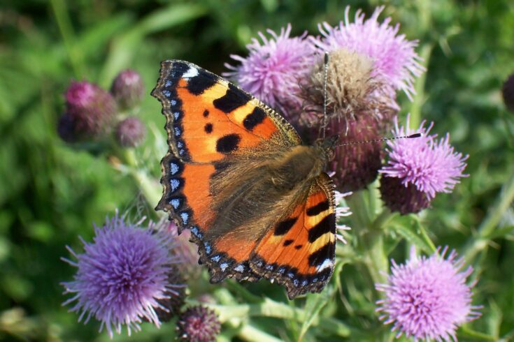 Butterfly on thistle flower