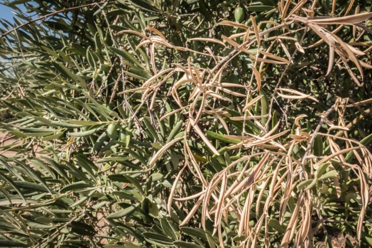 Olive trees infected by Xylella fastidiosa