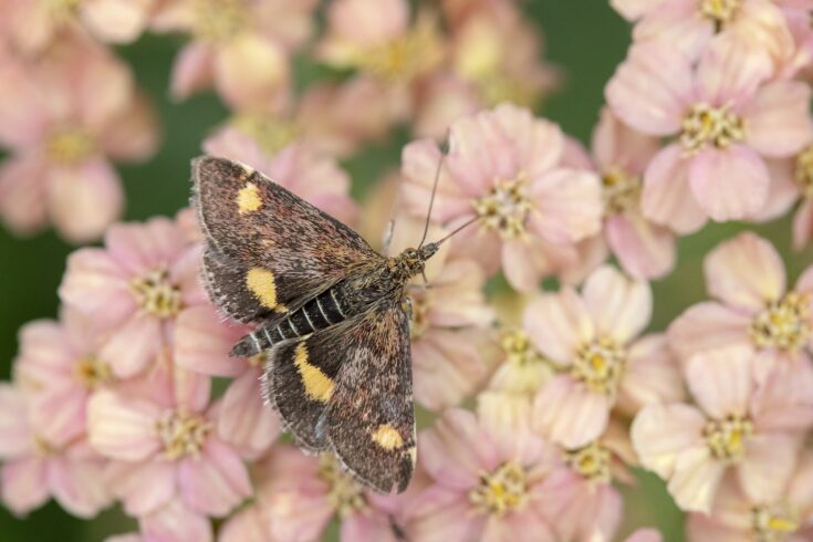 Mint Moth (Pyrausta aurata) on Achillea millefollium