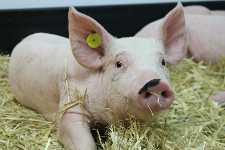 The Pirbright Institute pig in straw