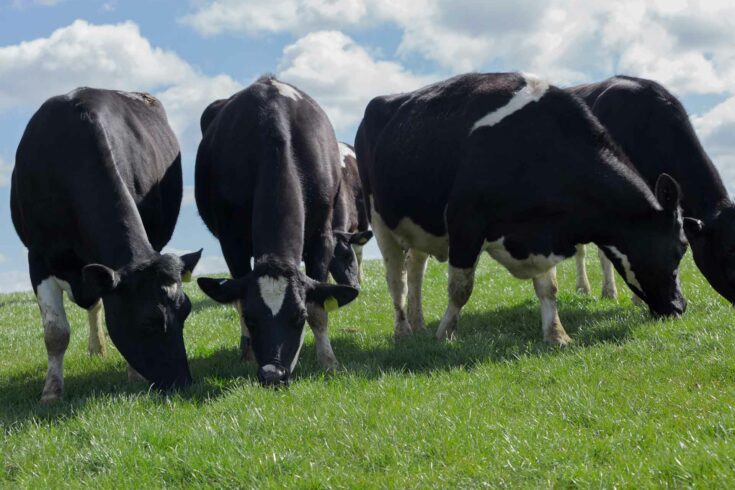 cows in a field graxing