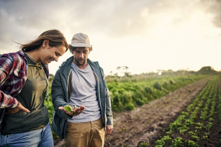 Man and woman picking organically grown vegetables on a farm