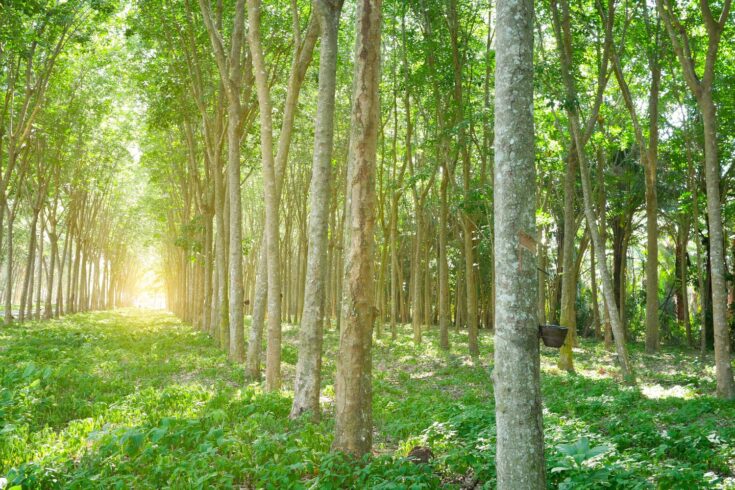 Rubber trees in forest