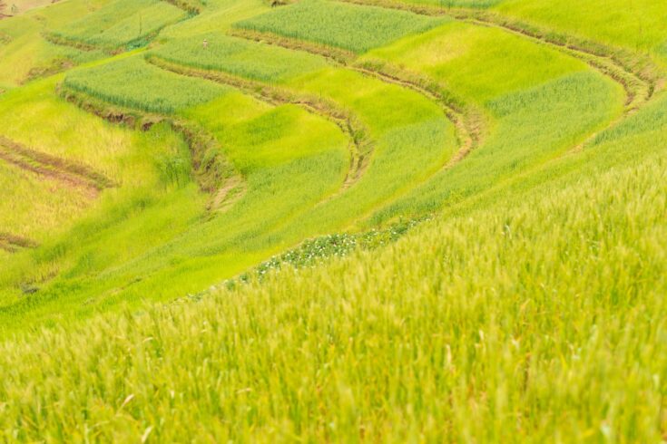 Green terraced field in Ethiopia