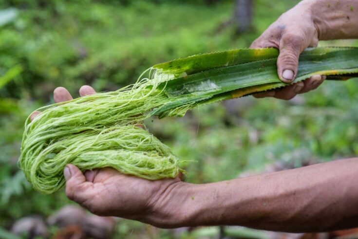 Pineapple fibres