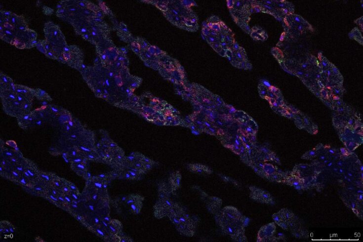 Taken by Dr Ryan Waters, The Pirbright Institute. Contrast digitally enhanced from original image. Published in BMC Veterinary Research under Creative Commons licence.