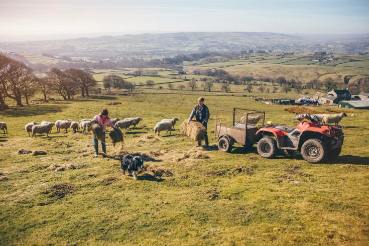 Farmers putting out hay in the field for the sheep to feed on