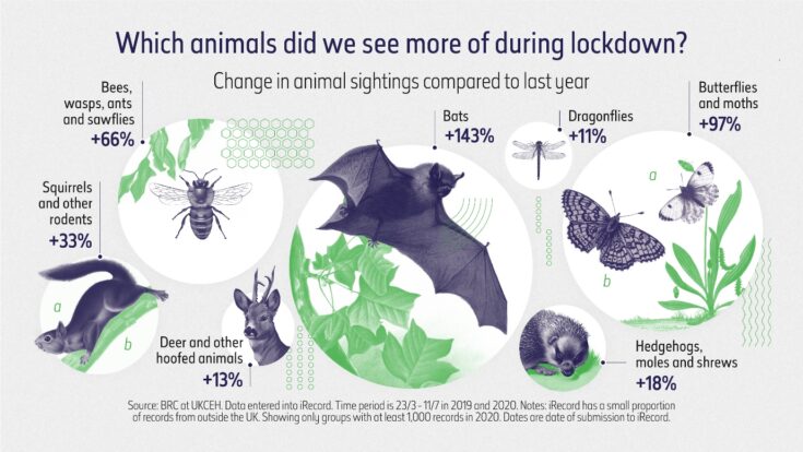 Animal sightings chart