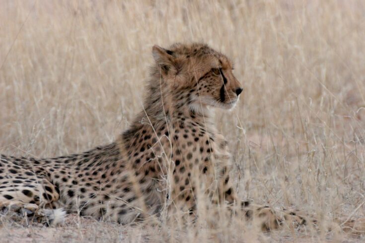 Cheetah - by Stephen Willis - Durham University