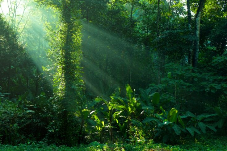 Rainforest with sunlight through canopy