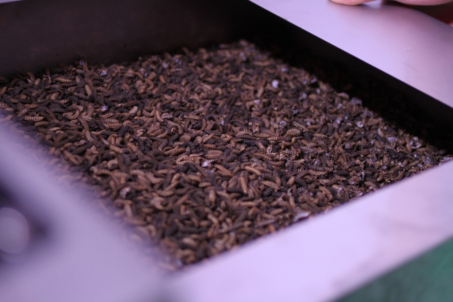 Using insects to convert food waste into sustainable animal feed – UKRI