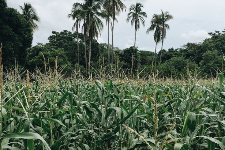 Maize field