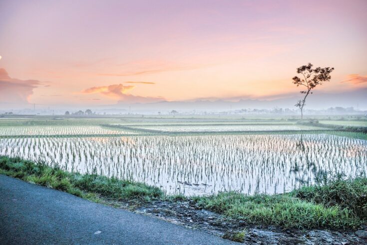 Rice field