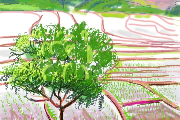 Rice fields - illustration