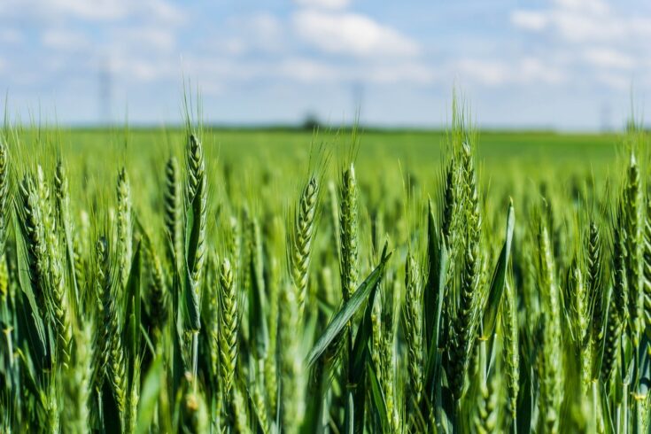 A close up of green wheat growing in a field - Swaffham Prior, Cambridgeshire, England, UK (27 May 2017)