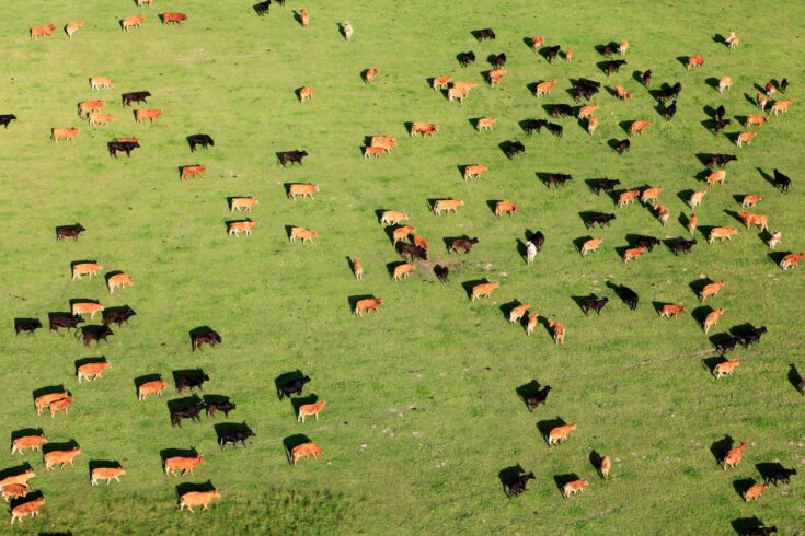 Aerial view of a large group of cattle in a field