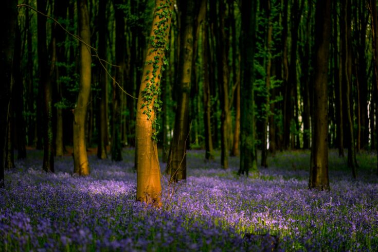 Wild bluebell woods in Somerset, UK
