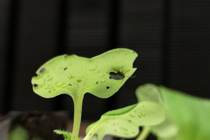 Cabbage Stem Flea Beetle