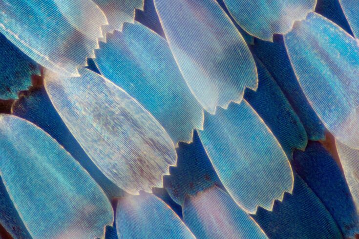 Extreme magnification - Butterfly wing under the microscope