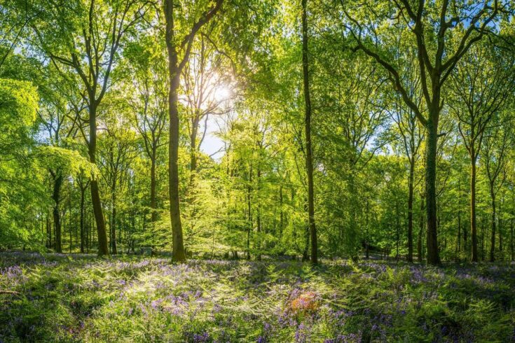 English forest