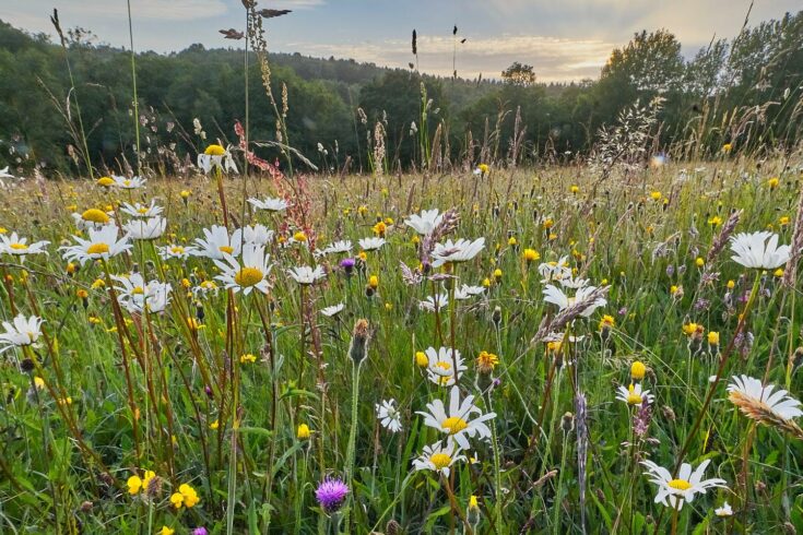 Wild flowers in a hay meadow