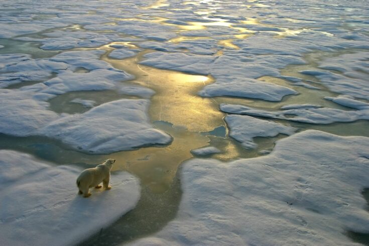 Polar bear on ice