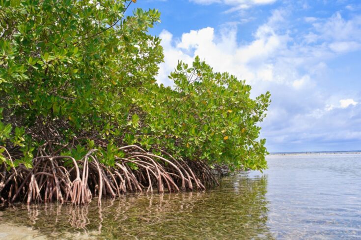 Mangrove forest and shallow waters in a Tropical island