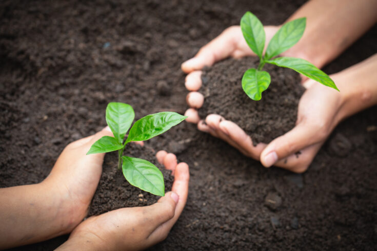 The hands of adults and children holding green seedlings, Environment Earth Day In the hands of trees growing seedlings, reduce global warming, concept of love the world.