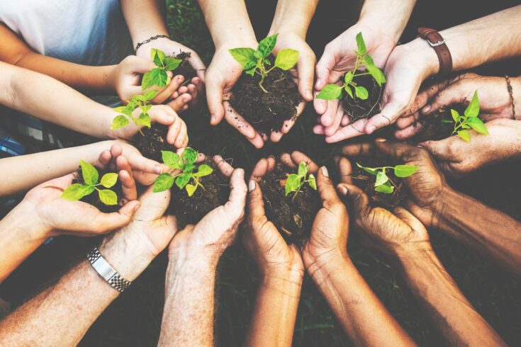 Hands holding plants