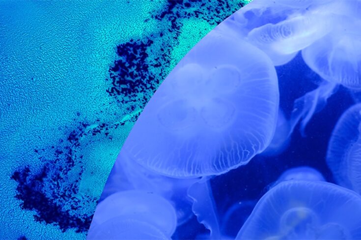Blue jellyfish in the sea