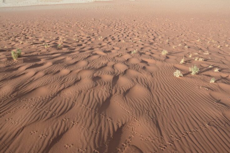 Lizard tracks in the sand