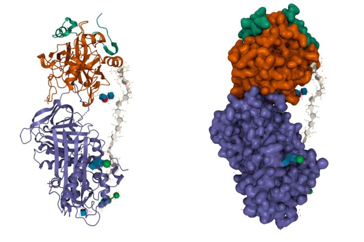 Representation of complex peptide