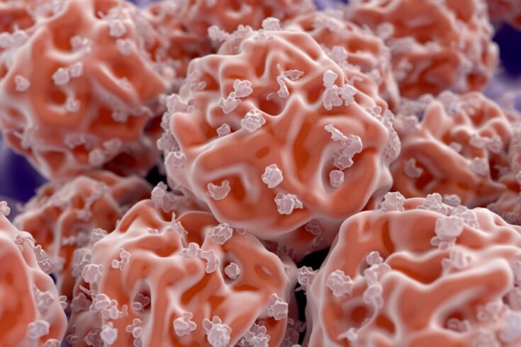 Stem cells