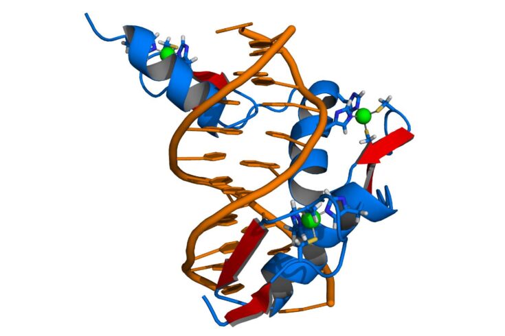 Graphic of a zinc finger DNA complex