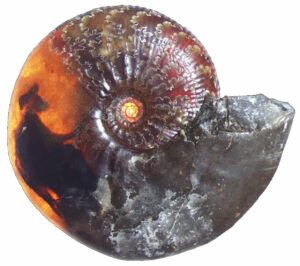 An ammonite